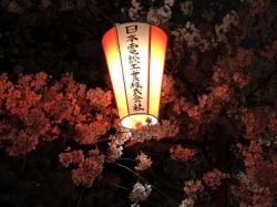 Japanese Lantern: Spectacular at night amongst the blossoms